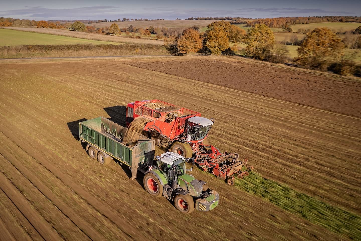 Beet harvesting in progress