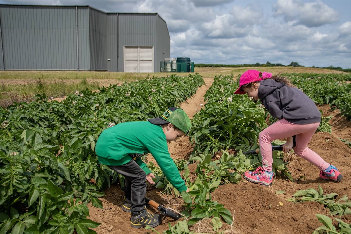Potato digging event at Rix Farms