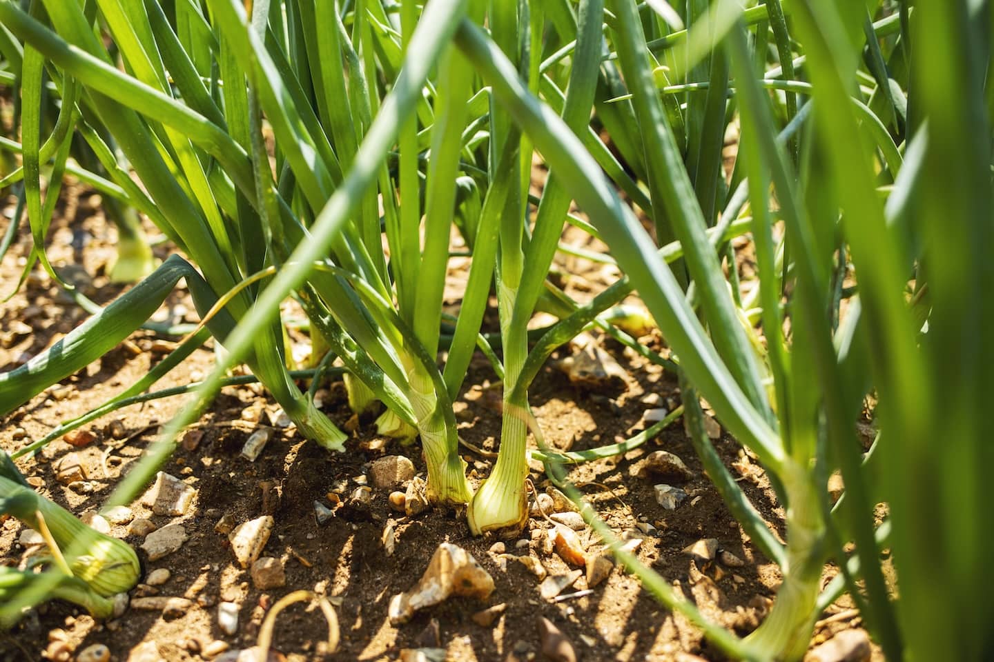 Onions field at Rix Farms